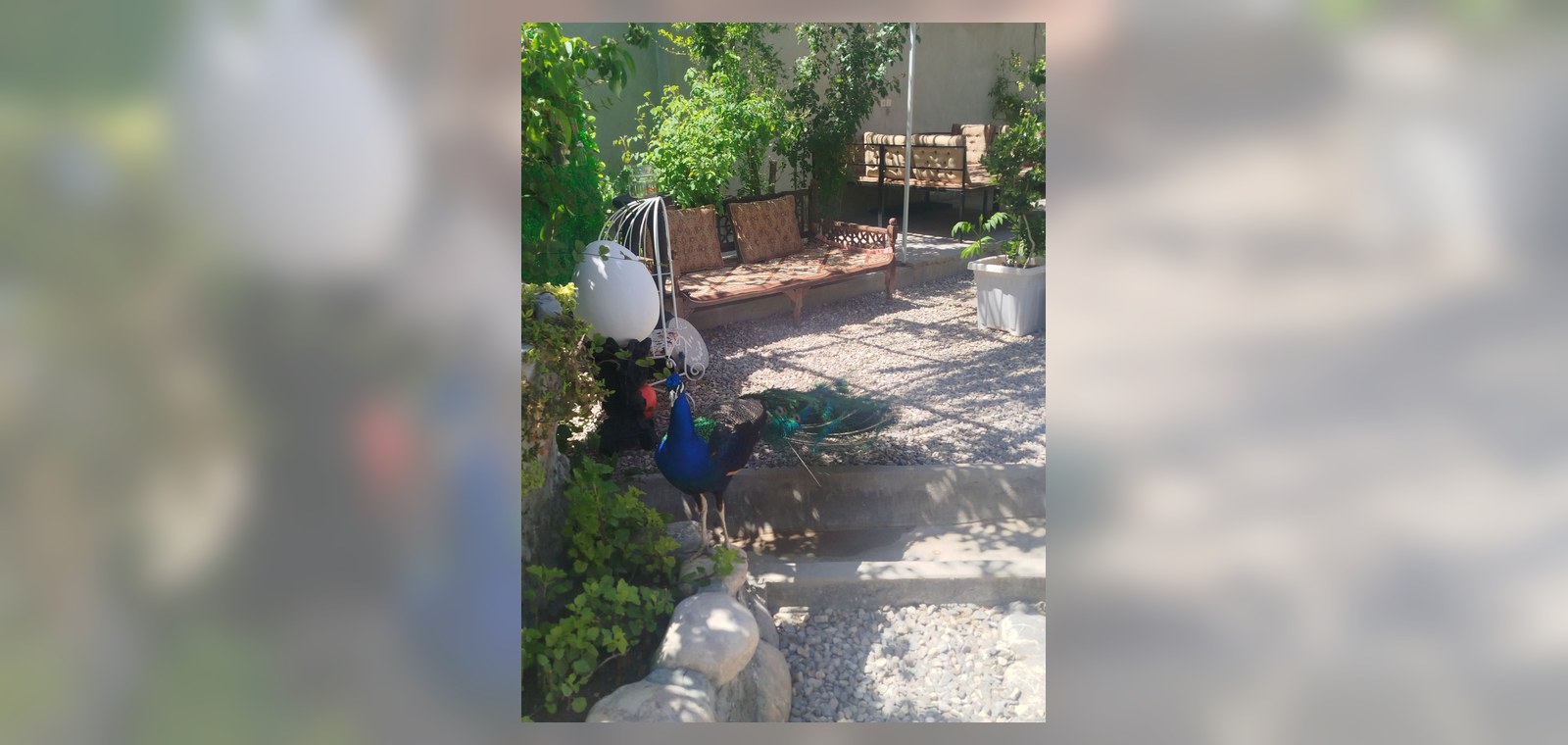 فضای باغ